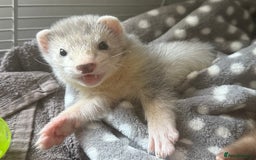 Ferret rodents for sale: Baby Male/female pair playful  ferrets - Advert 1