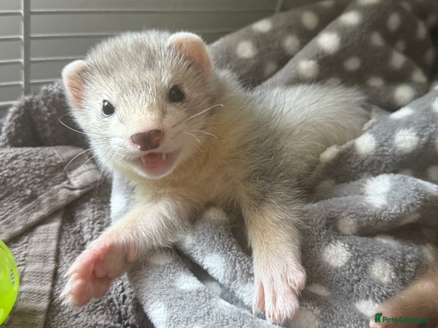 Ferret rodents Baby Male/female pair playful ferrets - Advert 1