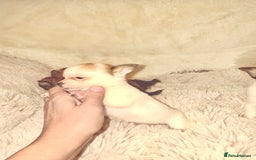 Chihuahua dogs for sale: Tiny Chihuahua girls  - Image 11