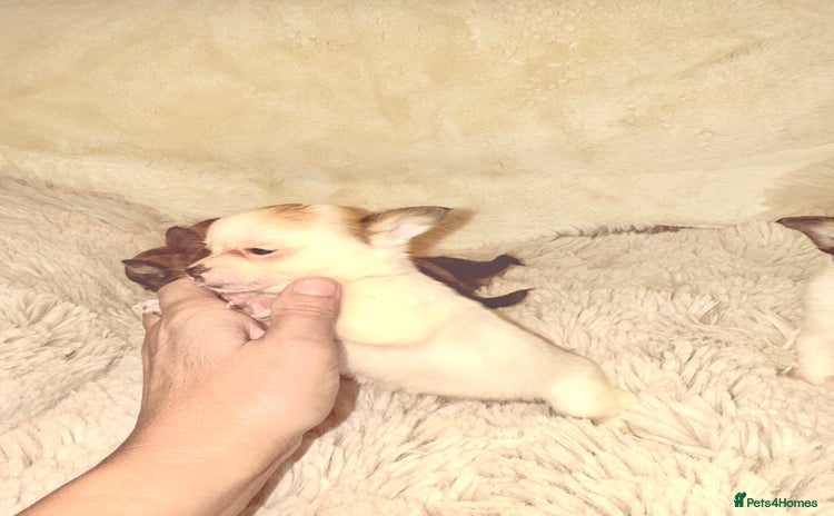 Chihuahua dogs - Advert 7