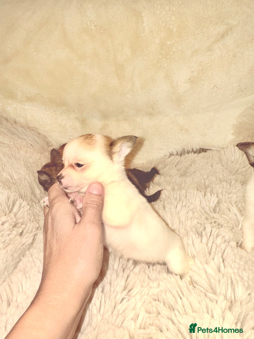 Chihuahua dogs for sale: Tiny Chihuahua girls  - Image 11