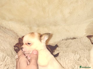 Chihuahua dogs - Advert 4