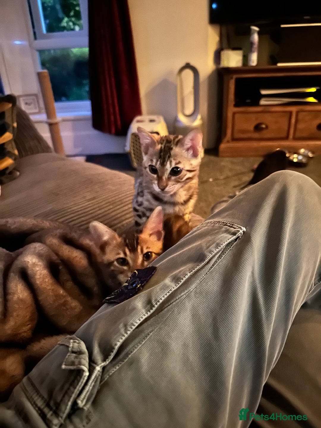 Bengal cats for sale: Beautiful Male TICA registered Bengal Kitten - Image 5
