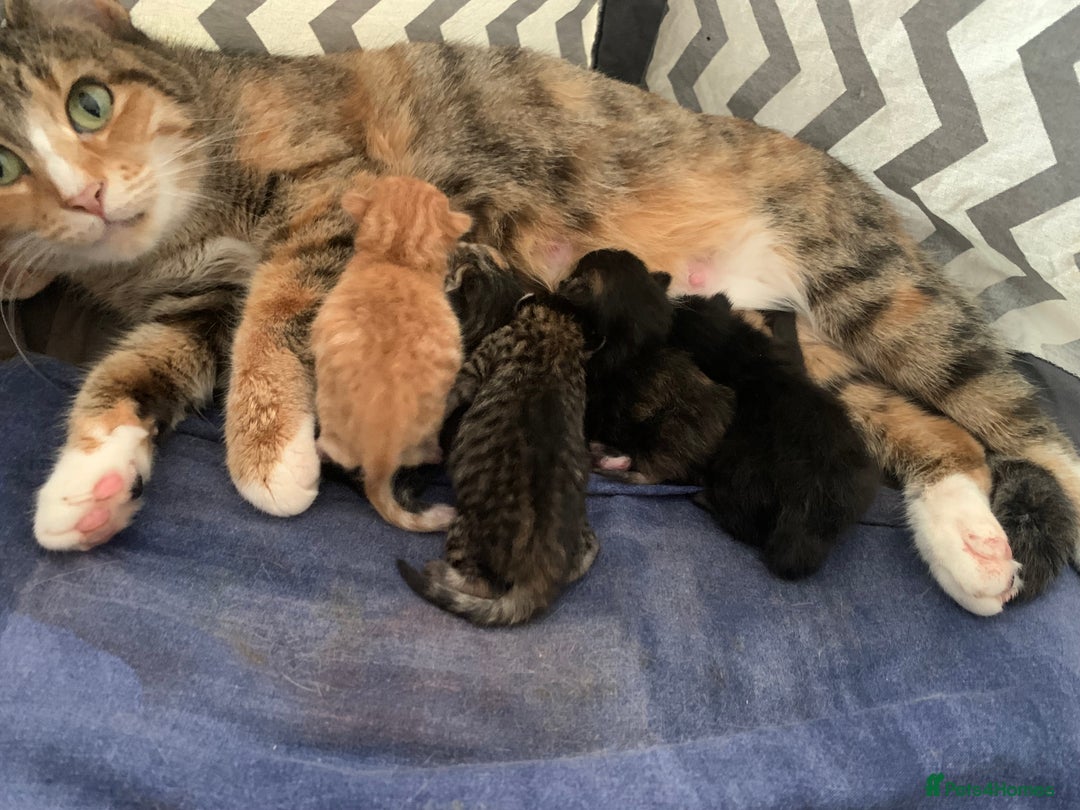 British Shorthair cats for sale: Adorable 5 kittens, two males, three females - Image 1