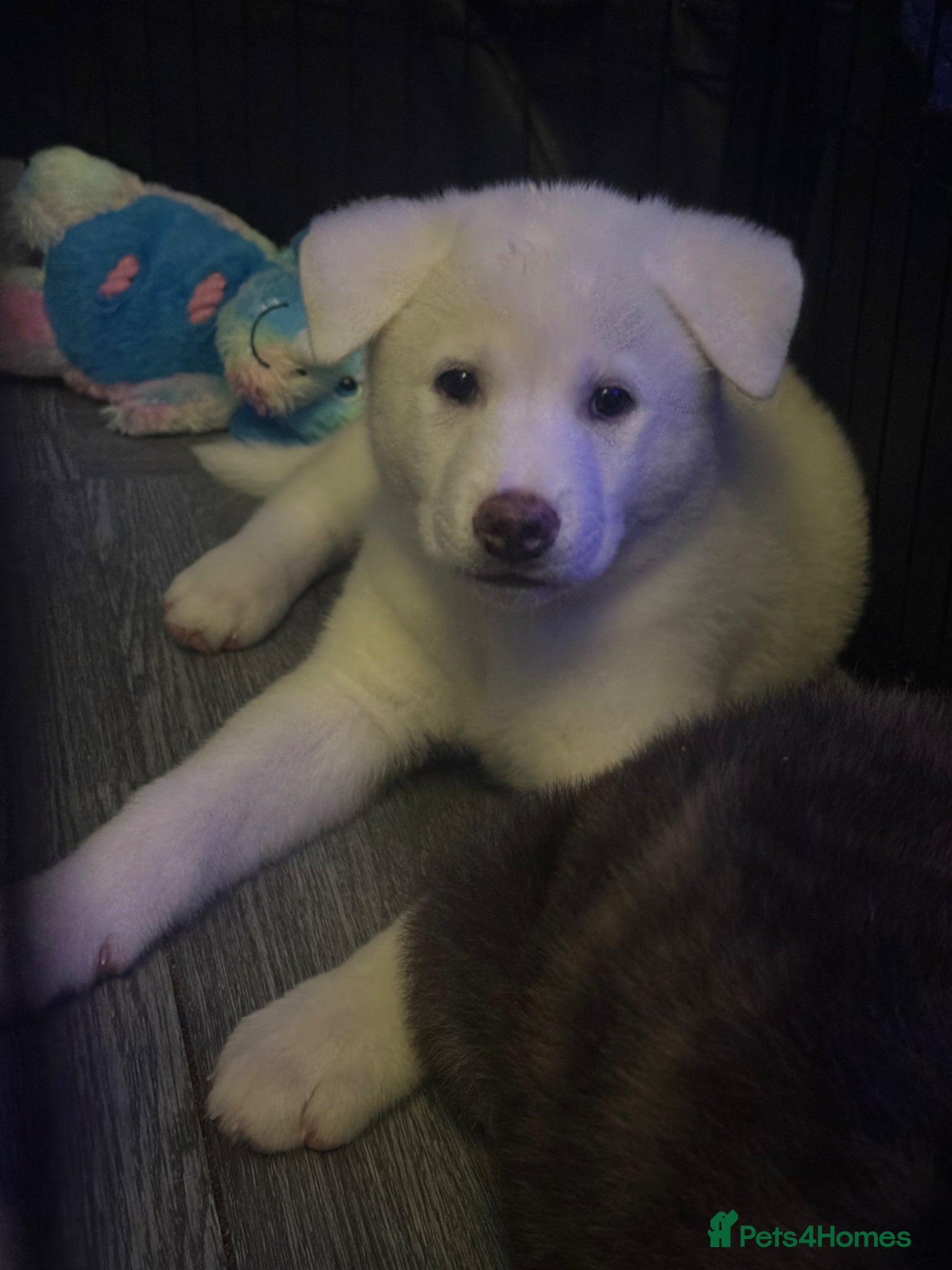 Japanese Akita Inu dogs Japanese Akita Puppies READY NOW - Advert 1