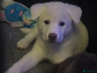 Japanese Akita Inu dogs Japanese Akita Puppies READY NOW - Advert 6