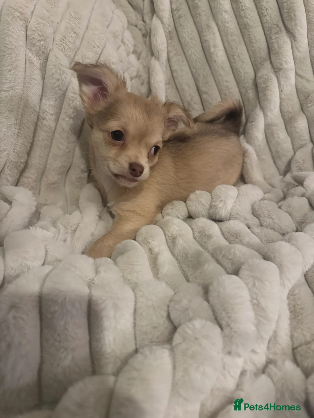 Chihuahua dogs for sale: Fluffy chihuahua girl 8 weeks old  - Advert 5