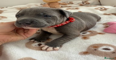 Staffordshire Bull Terrier dogs - Advert 1