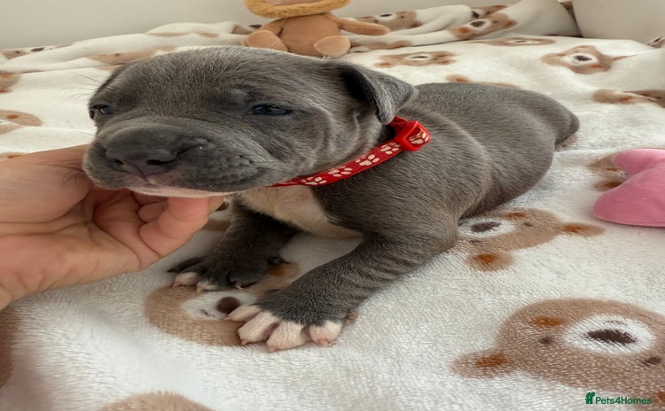 Staffordshire Bull Terrier dogs - Advert 7