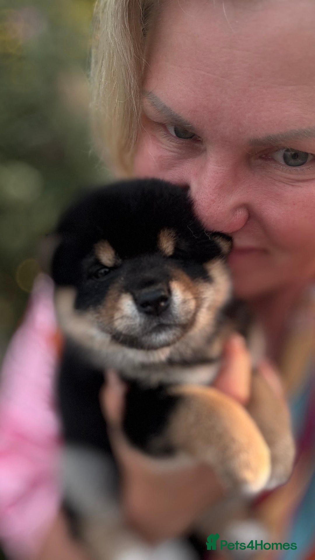 Japanese Shiba Inu dogs for sale: Shiba Inu Boy – Champion Crufts JP Heritage - Image 29