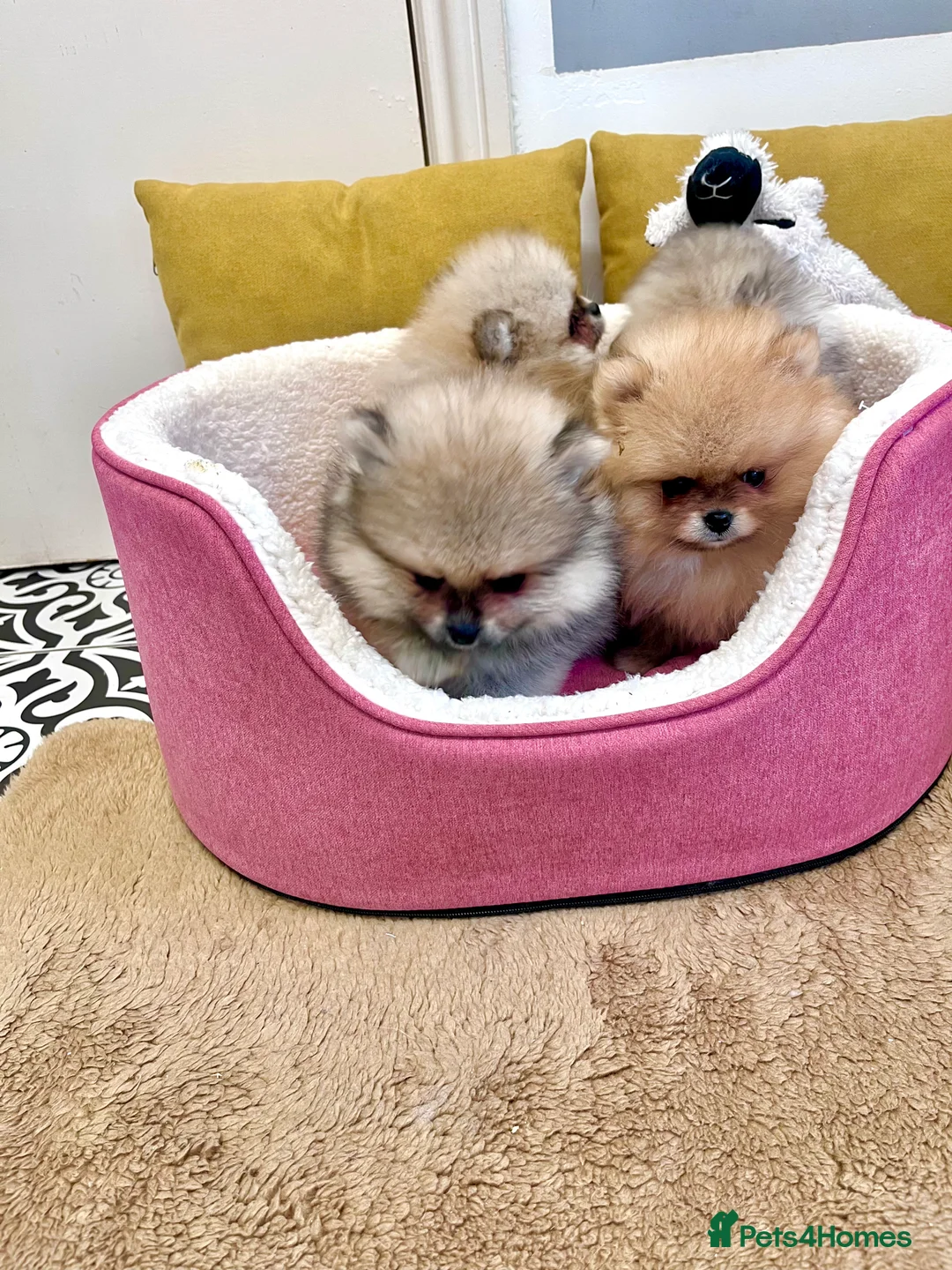 Pomeranian dogs for sale: Top Quality 🐻 Teddy Bears  - Advert 9