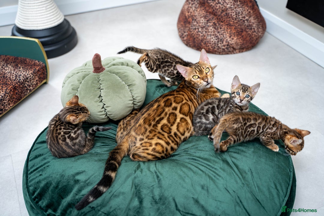 Bengal cats for sale: TICA-Certified Bengal Kittens, Show Quality - Image 1