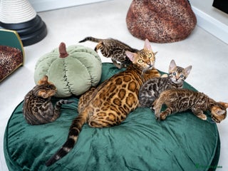 Bengal cats - Advert 3