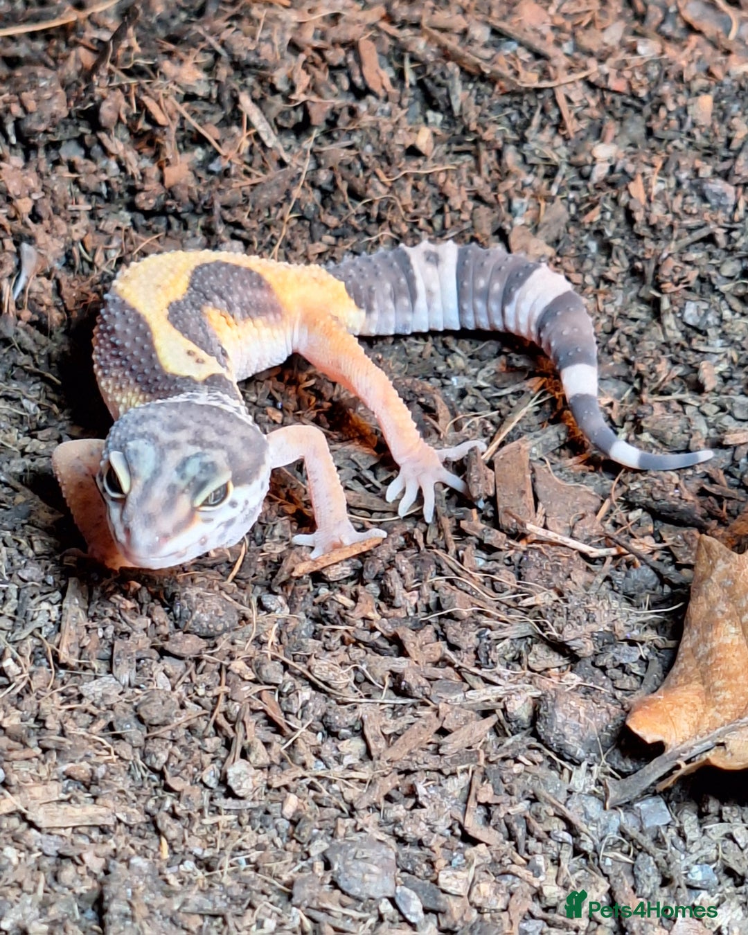 Gecko reptiles for sale: Leopard Gecko 3 month + all equipment option - Advert 3