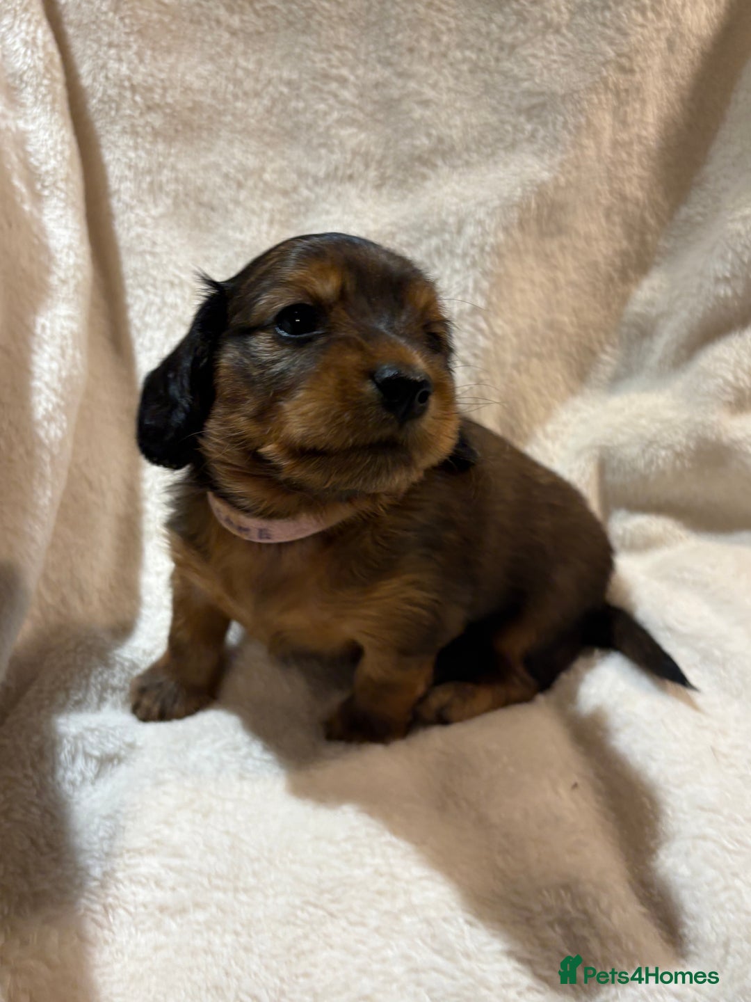 Miniature Dachshund dogs for sale: Beautiful Pedigree KC Reg Mini Longhair Dachshunds - Advert 2