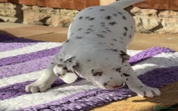 Dalmatian dogs for sale: Tamilanda Dalmatian's - Image 11