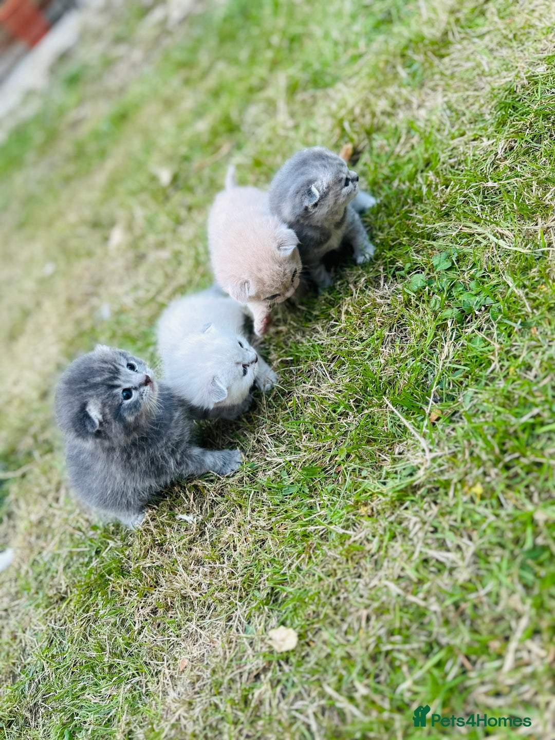 Scottish Fold cats for sale: Adorable Kittens Looking for Their Forever Homes🐾 - Image 25