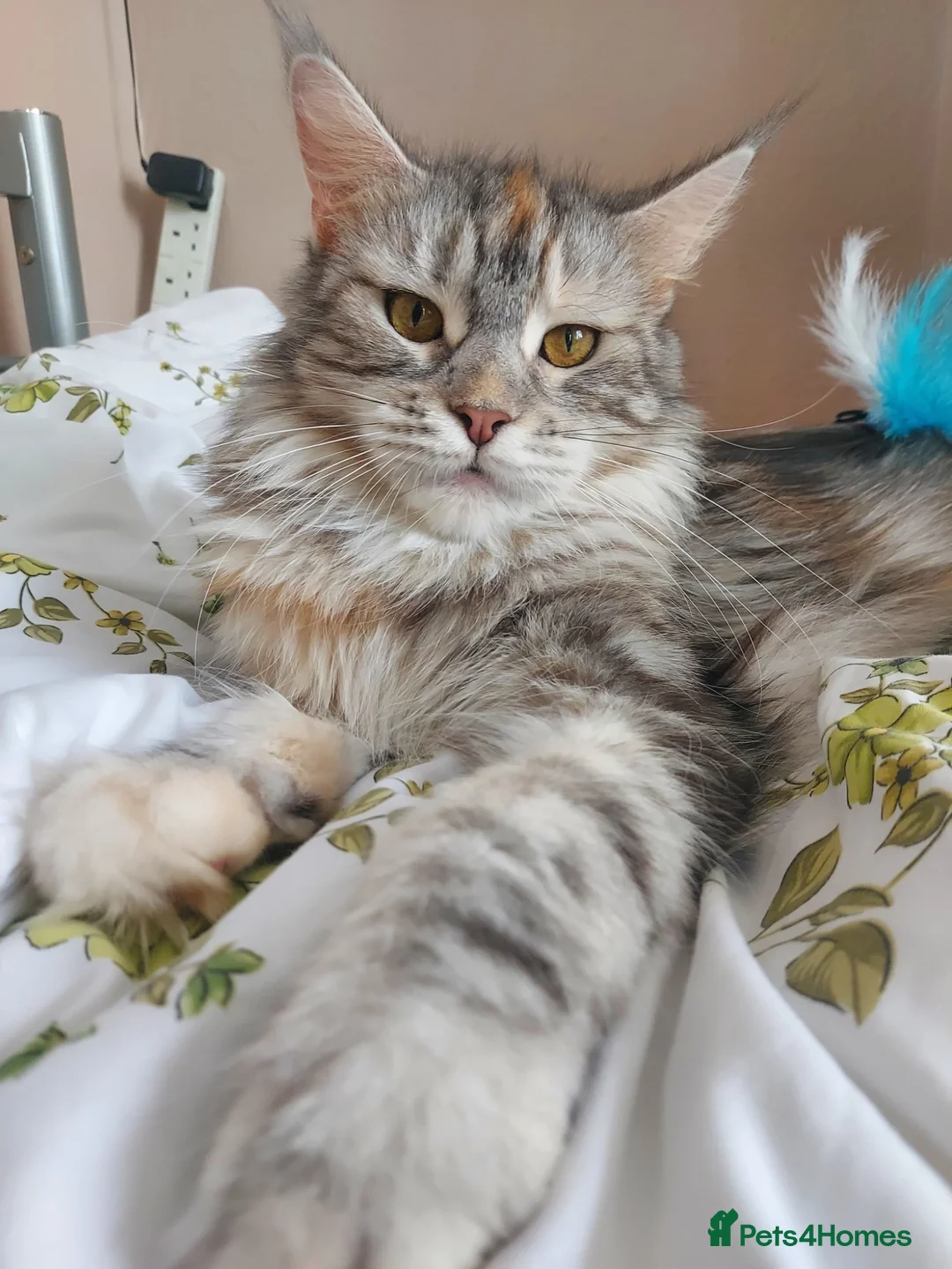 Maine Coon cats for sale: Purebred Maine coon kitten - Advert 9