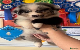 Australian Shepherd dogs for sale: 3 remaining- Beautiful Australian Shepherds  - Image 4