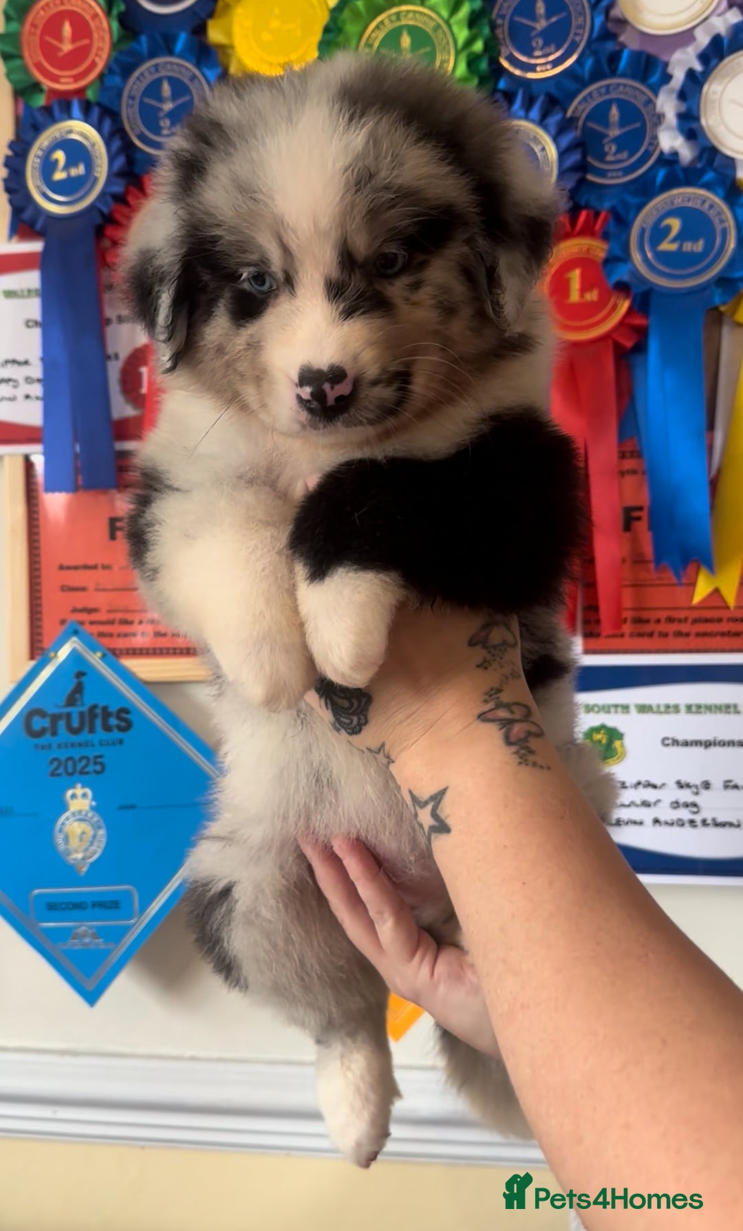 Australian Shepherd dogs for sale: 3 remaining- Beautiful Australian Shepherds  - Image 4