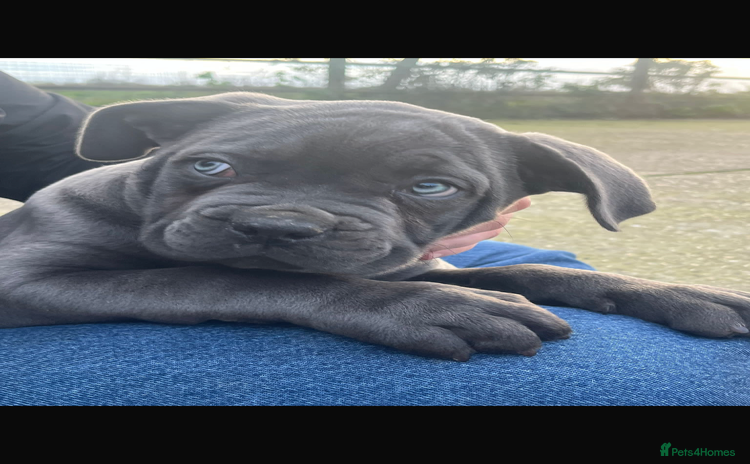Cane Corso dogs - Advert 3