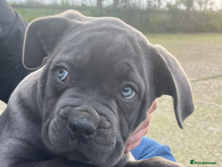 Cane Corso dogs - Advert 28