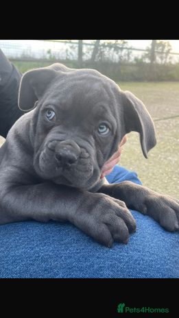 Cane Corso dogs - Advert 1