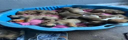 Mixed Breed dogs for sale: Puppy’s  - Advert 10