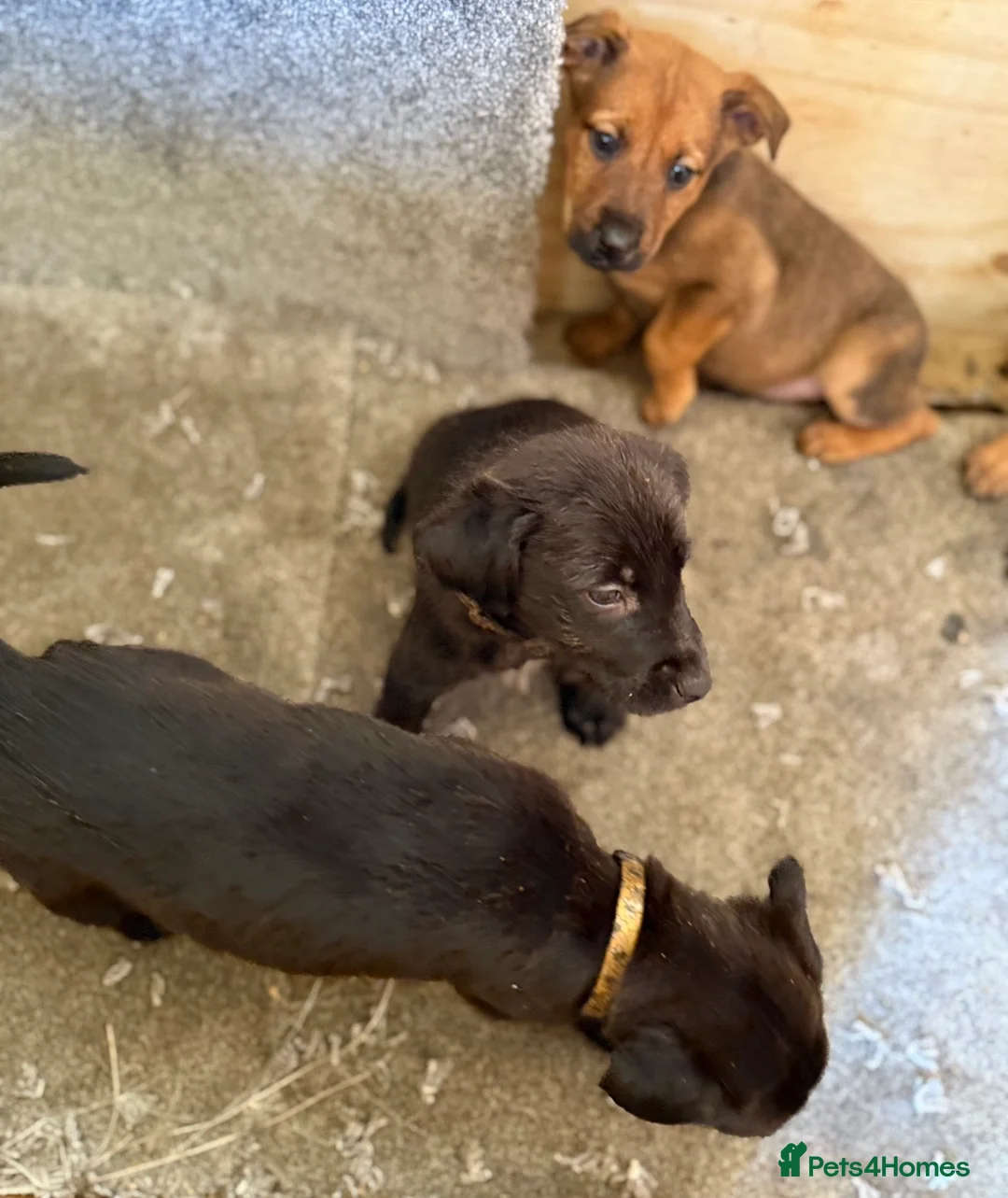 Mixed Breed dogs for sale: Bedlington Whippet x Belgian Malinois  - Advert 13