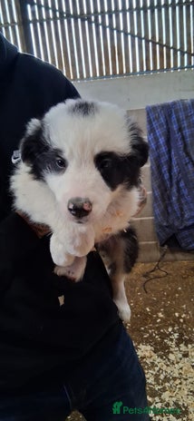 Mixed Breed dogs - Advert 1