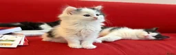 Mixed Breed cats for sale: Ragdoll & Kurilian bobtail mixed - Advert 2