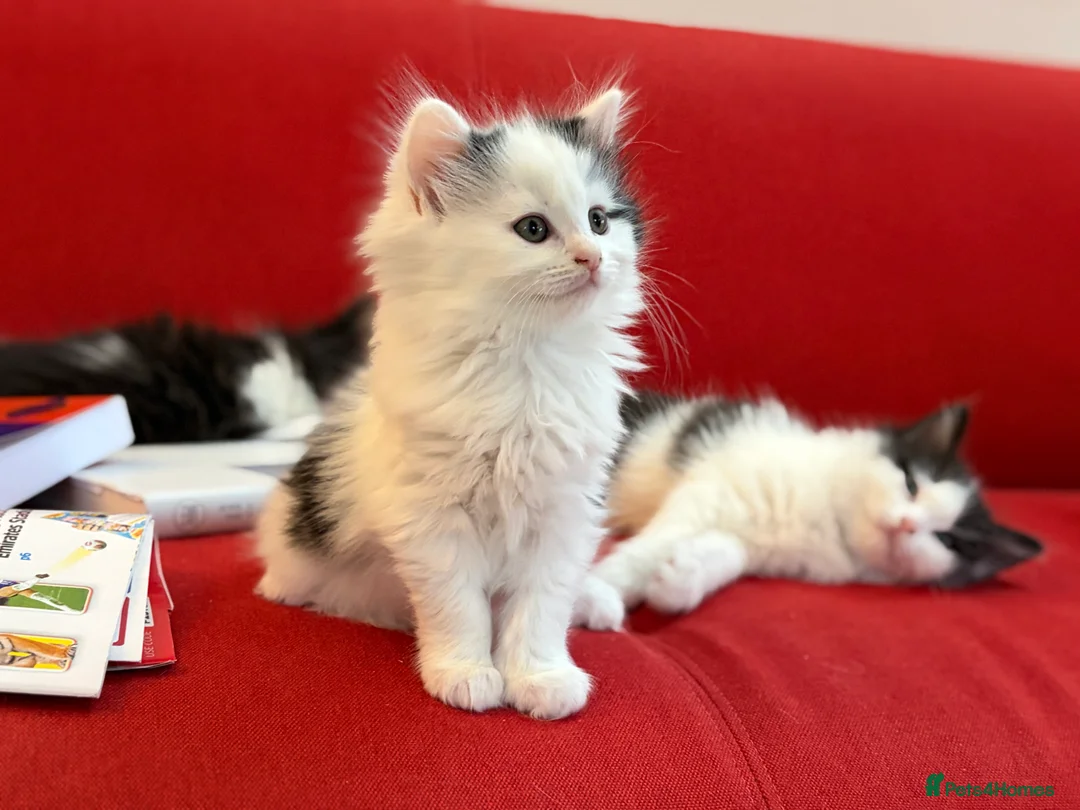 Mixed Breed cats for sale: Ragdoll & Kurilian bobtail mixed - Advert 2