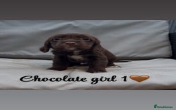Cocker Spaniel dogs for sale: Cocker spaniel puppies for sale - Image 10