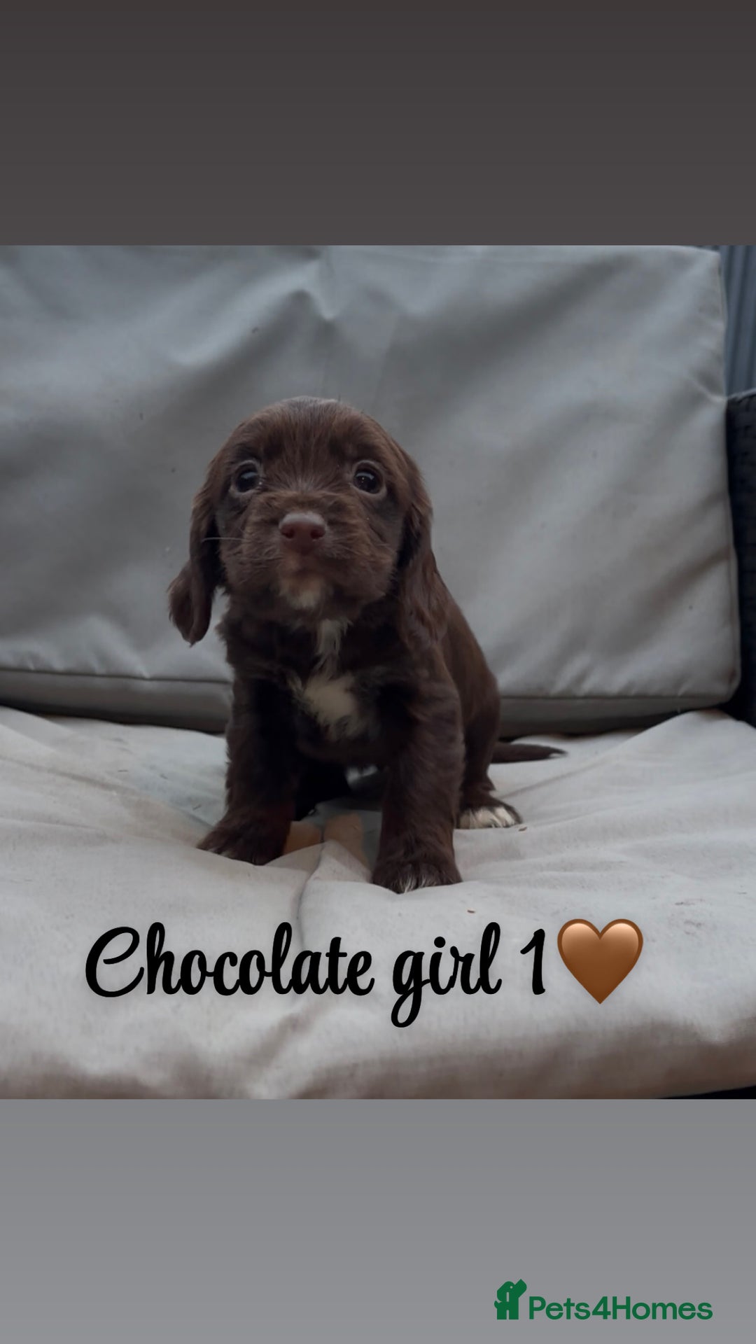 Cocker Spaniel dogs for sale: Cocker spaniel puppies for sale - Image 10