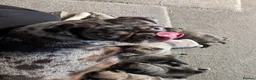 Frug dogs for sale: Beautiful litter of frugs - Advert 1