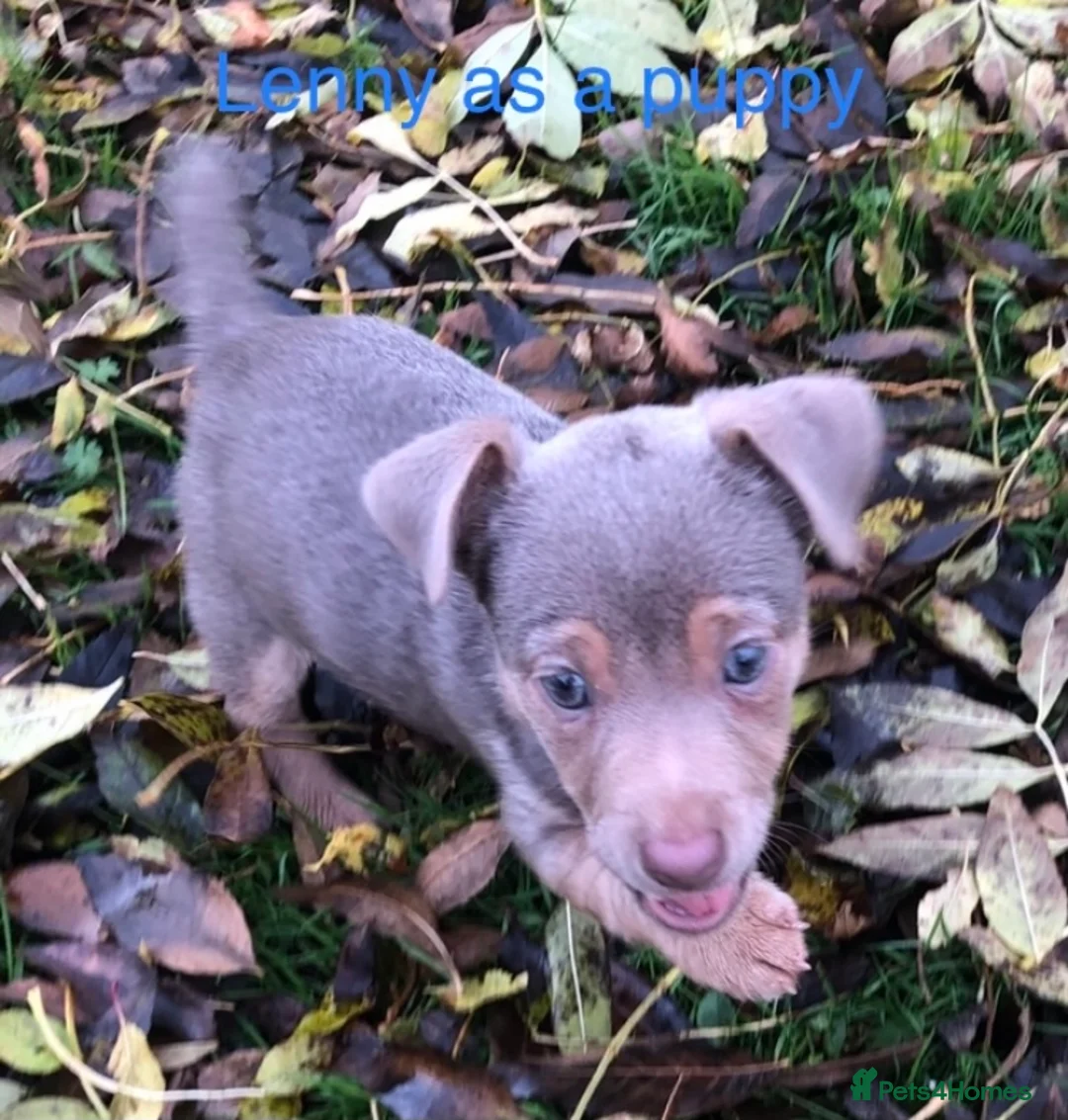 Jack Russell dogs for stud: Lenny Son of Much Wenlock Louie in Wokingham - Advert 14