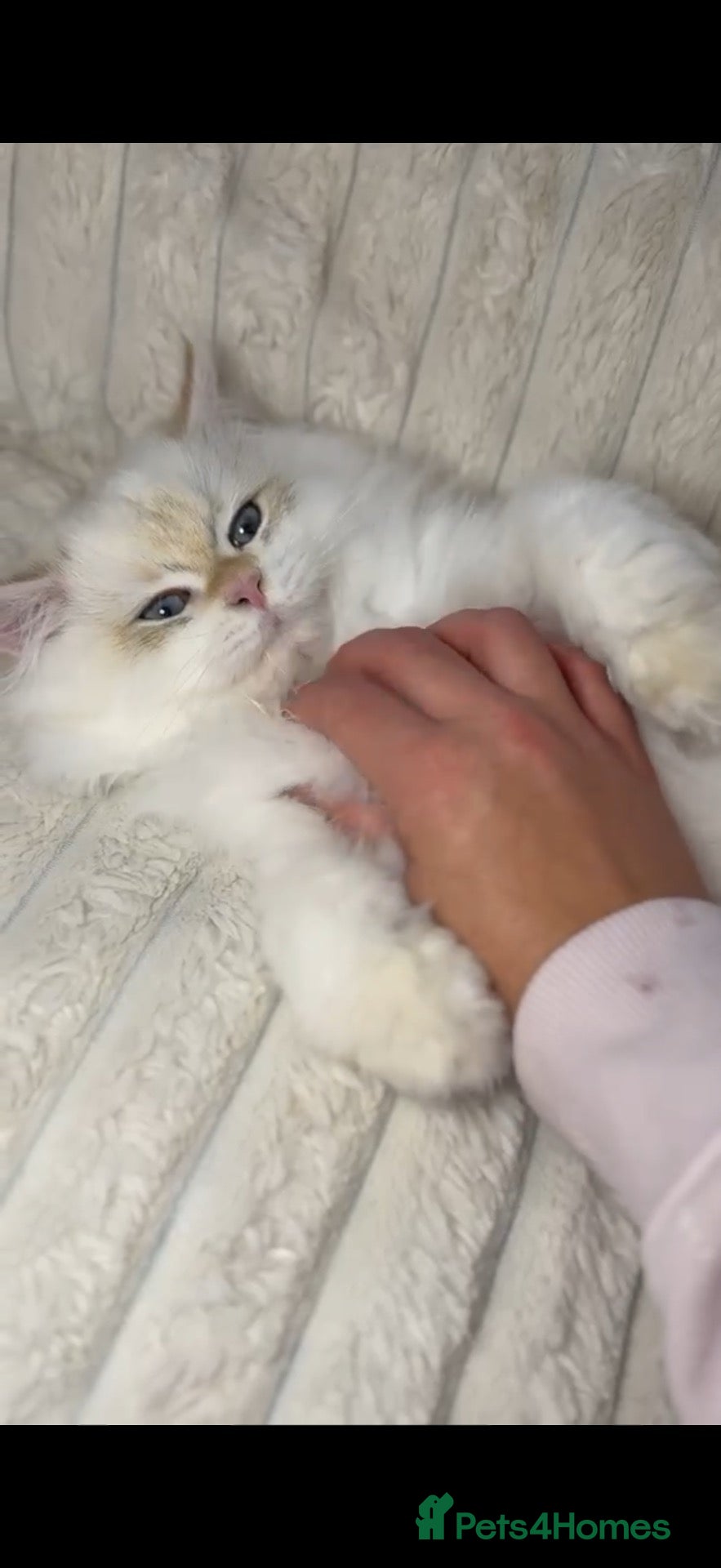 British Longhair cats VET BRED BLH BOY GCCF REG  - Advert 11
