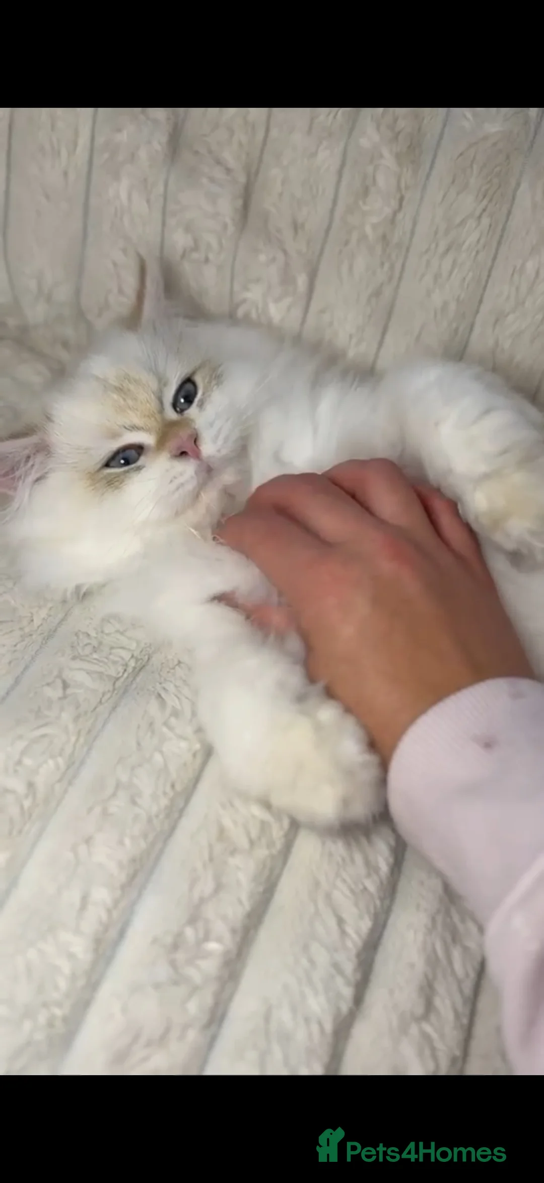 British Longhair cats for sale: VET BRED BLH BOY GCCF REG  - Advert 1