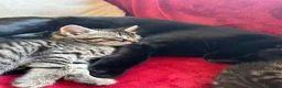 Mixed Breed cats for sale: Purr-fectly adorable playfull kittens - Advert 6