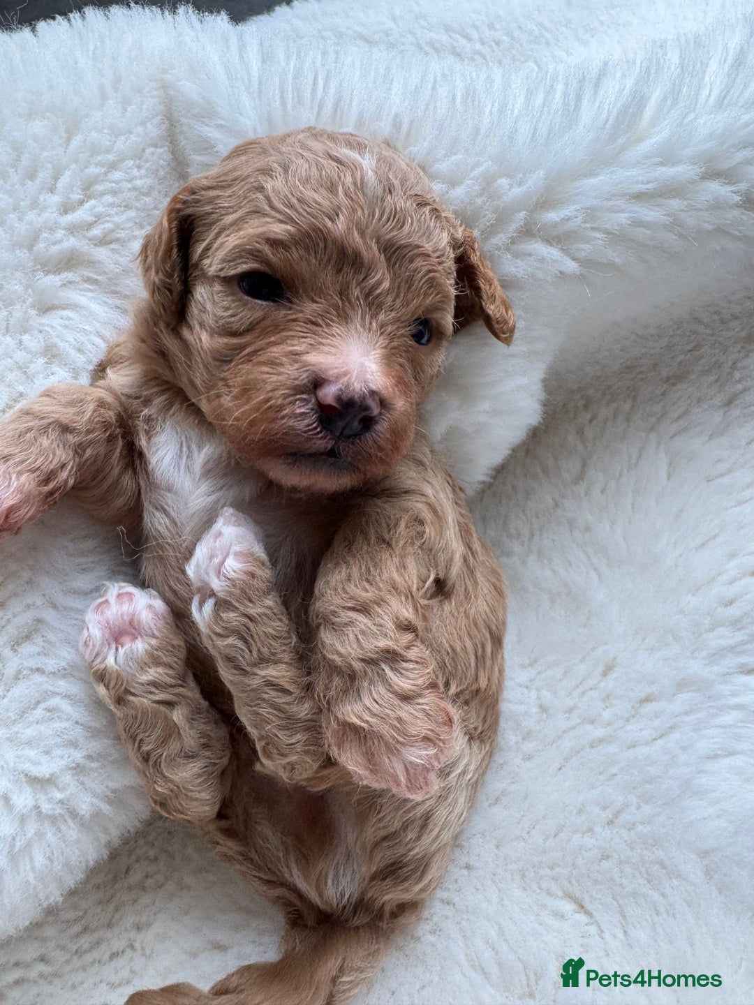 Maltipoo dogs for sale: TINY MALTIPOO PUPPIES - Advert 9