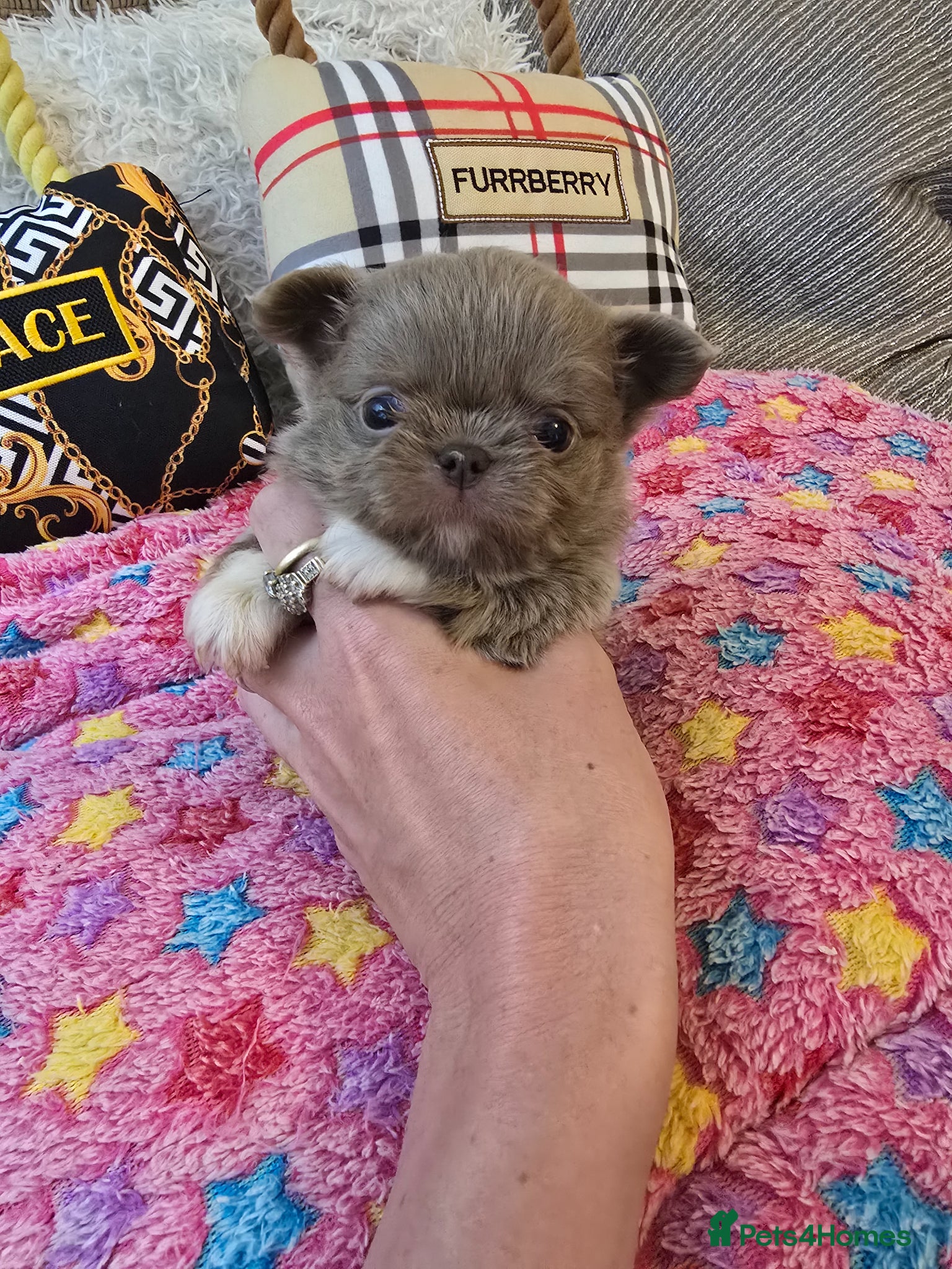 Chihuahua dogs for sale: Xx stunning kc chihuahua longcoat puppies Xx - Advert 29