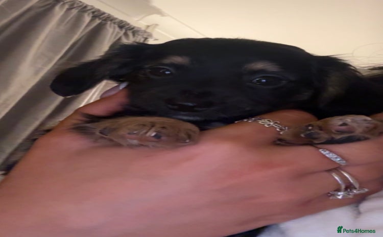 Chiweenie dogs Gorgeous Mini Dachshund X Puppies🐾 - Advert 13