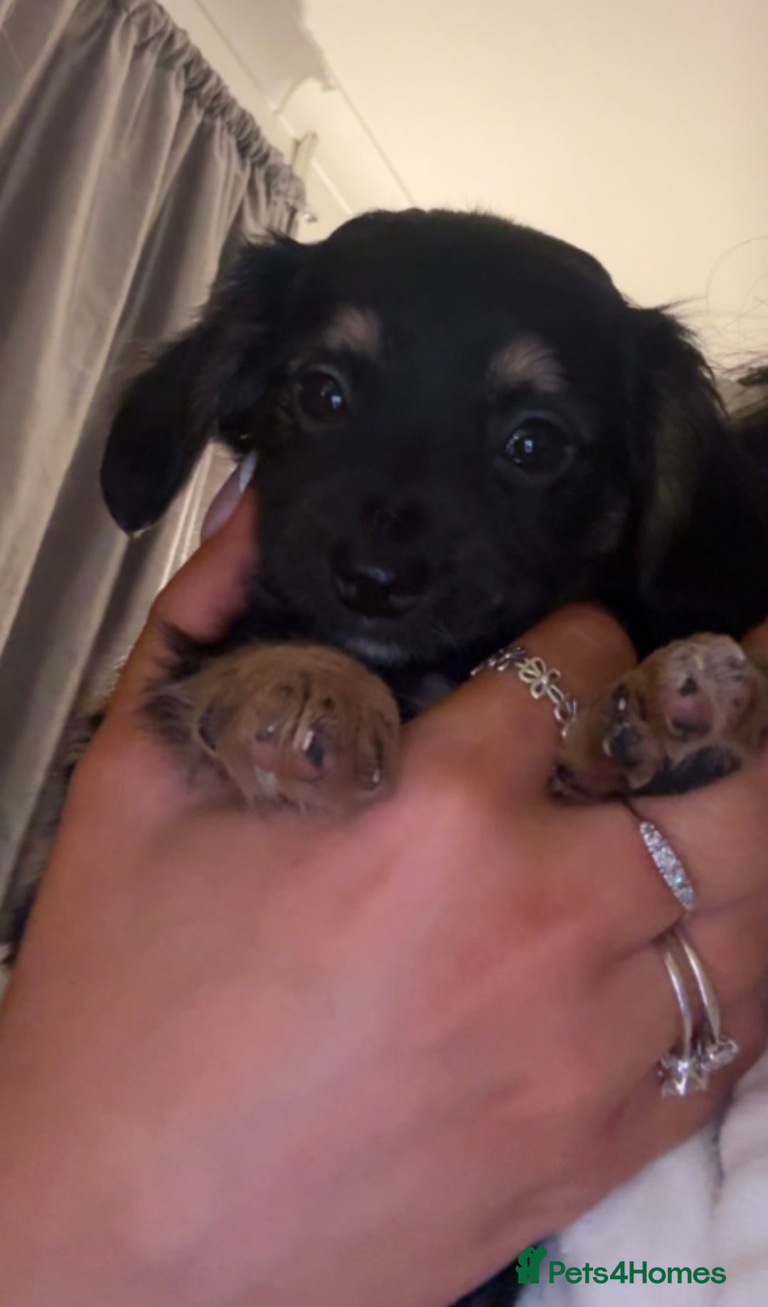 Chiweenie dogs for sale: Gorgeous Mini Dachshund X Puppies🐾 - Advert 2