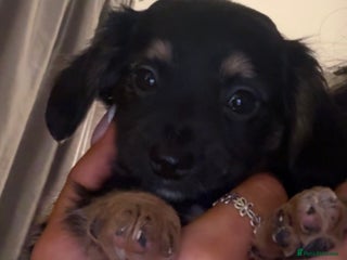 Chiweenie dogs Gorgeous Mini Dachshund X Puppies🐾 - Advert 2