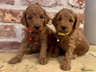 Cockapoo dogs F1b solid red cockapoos 🐾 - Advert 2