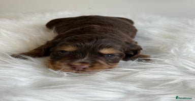 Cocker Spaniel dogs - Advert 15