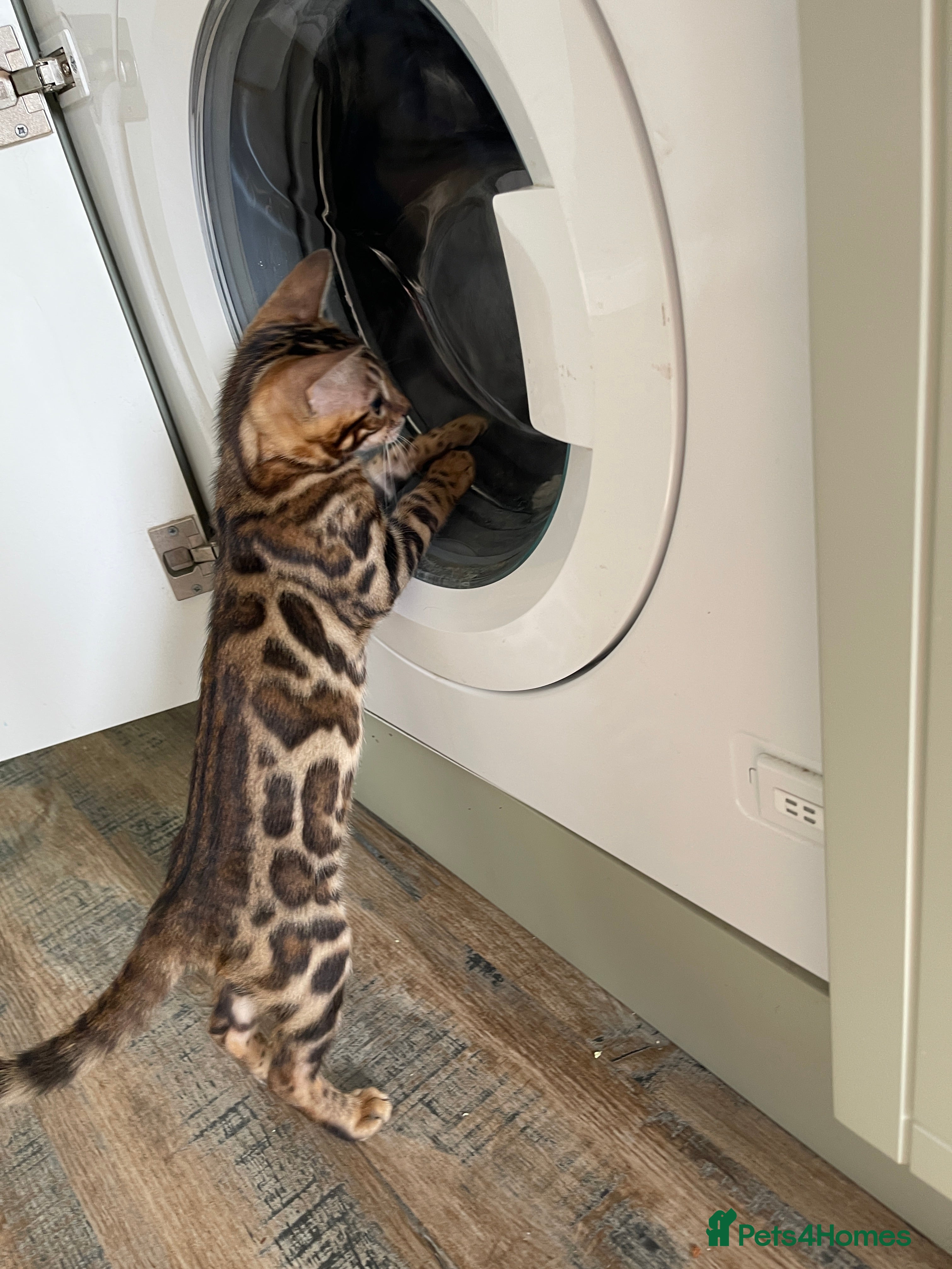 Bengal cats for sale: Bengal Kittens for Sale GCCF registred - Advert 2