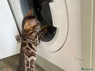Bengal cats for sale: Bengal Kittens for Sale GCCF registred - Advert 2