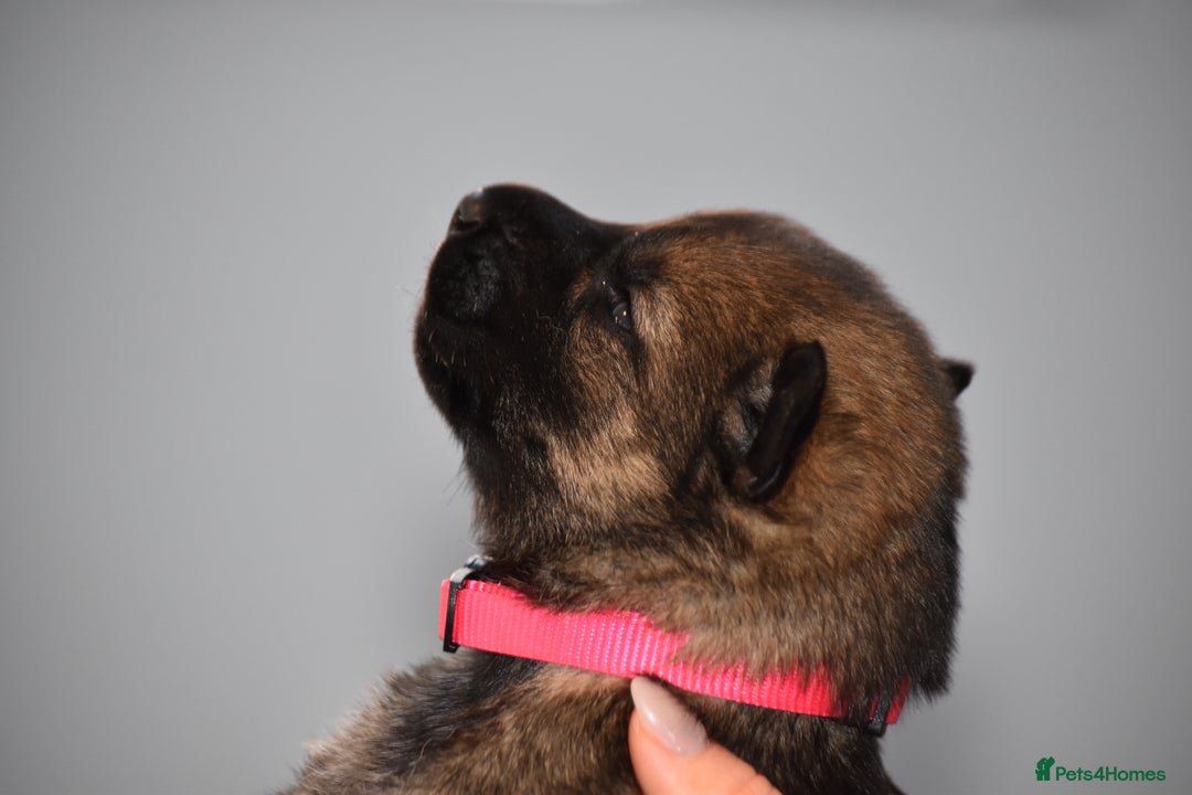 Mixed Breed dogs for sale: GSD × Dutch Herder – Top European Working Lines - Advert 26
