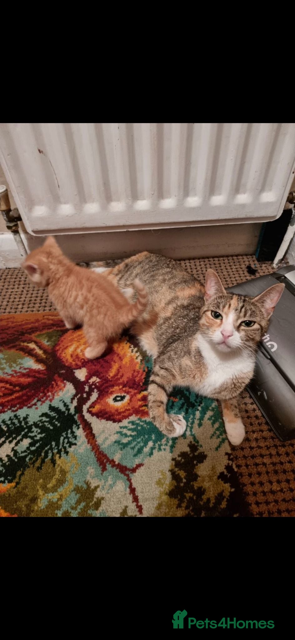 Mixed Breed cats 5 adorable kittens for sale  - Advert 2